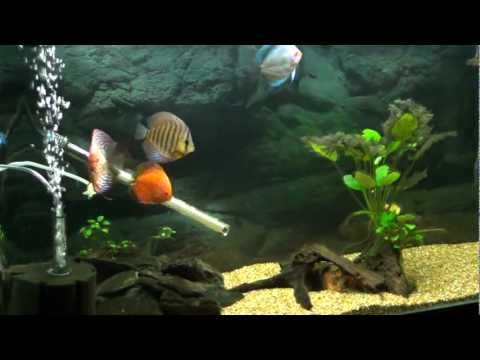 My Aquarium (Fish Tank). Discus Fish.