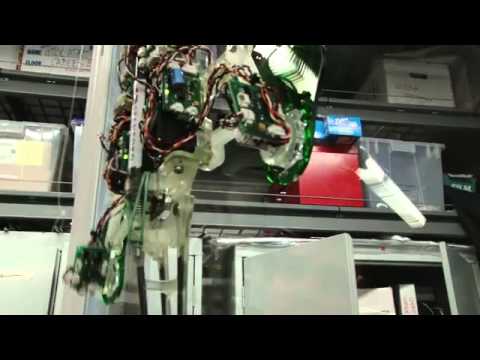 Gecko Feet Key to Robotics