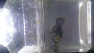 Download lagu channa limbata mangap2 mp3