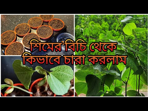 Fastest Method to Sprout Hyacinth Beans || Growing Bangladeshi Shim/ Uri || Shokher Bagan UK 2023