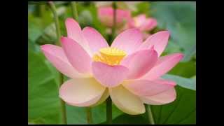 Download lagu Impian Seroja, XPDC - maksud disebalik lagu mp3