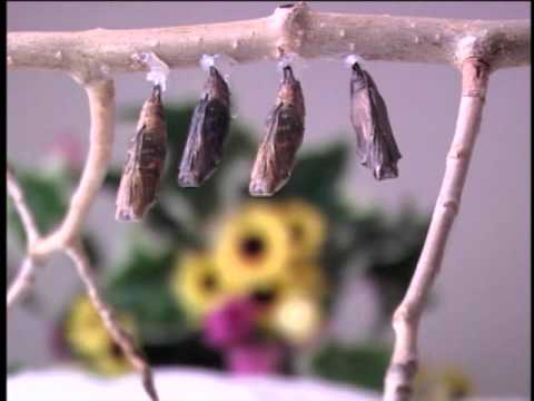 Creaturi uimitoare care sfideaza evolutia - Partea III - subtitrat in romana