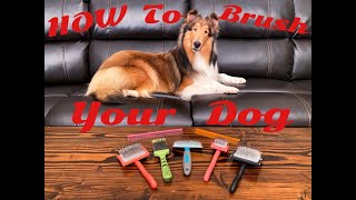 How to Brush Your Dog