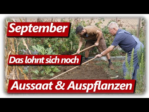 10 Gemüse, die man im September noch säen und pflanzen kann!