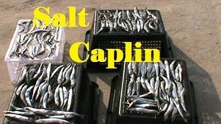 Newfoundland style "Salted Caplin" made in Thailand