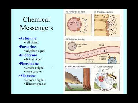 ChemicalMessengers
