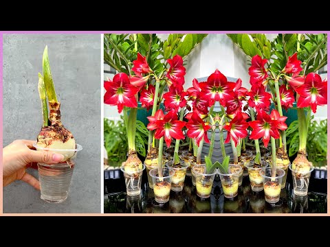 Upgrade your home decor with the idea of bringing a flower garden into your home