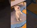 The Little Kitten Is Meowing Cat Cute Kitten Meow