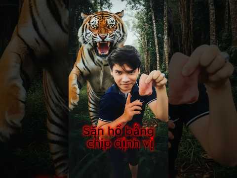 Truy lùng Hổ dữ bằng chip định vị