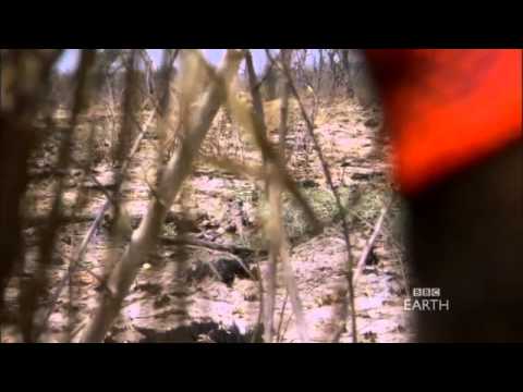 Human Planet- Leopard