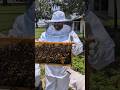 Facing My Fears: Beekeeping Dreams Becoming Reality 🐝