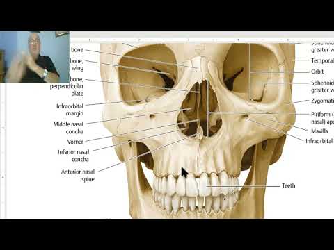 Anatomy of head and neck module in Arabic 3 (Norma frontalis , part 2) , by Dr. Wahdan
