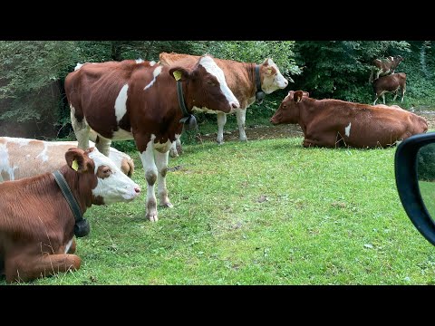 Hue Blanes Trio - Hue’s Blues Suede Shoes