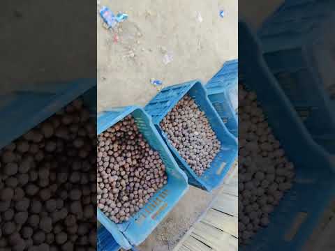 Whole macadamia nuts seeds