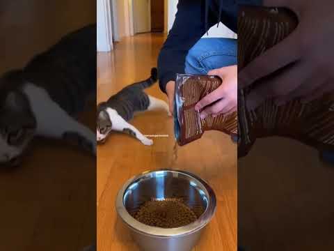 Top 10 most viral and funny moments of cats🤣🤣🤣 #cat​​​​​​​​​​​​​​​​​​​​​​​​​ #funny #shorts #viral