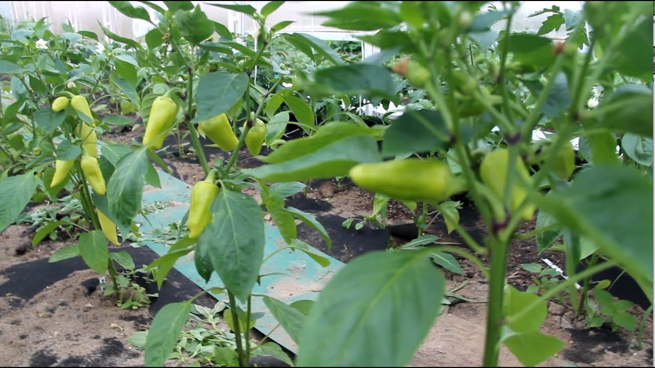 Моя особенная теплица! В чем ее секрет. Перец и томаты крепкие и здоровые в этой теплице.