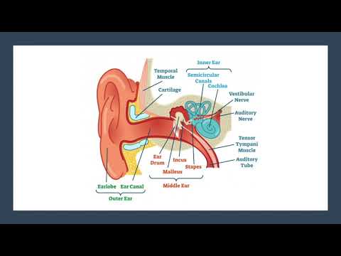 Giambattista della Porta and Hearing