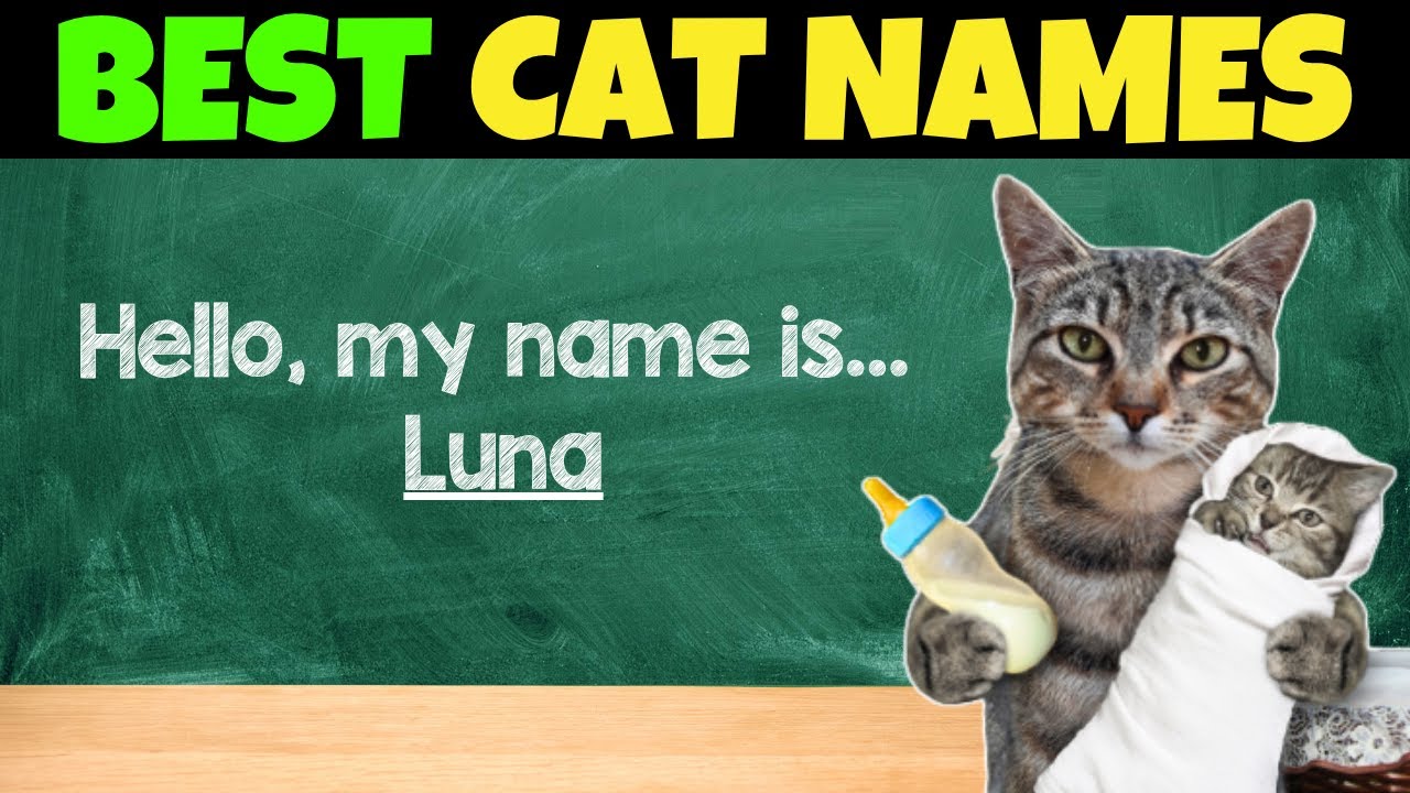 The 20 BEST Cat Names You'll Ever Hear!