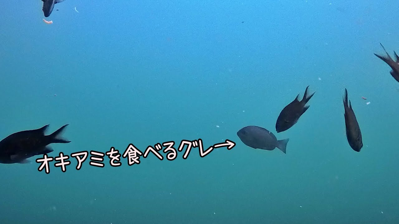 水中撮影したら少し面白い映像が撮影できました