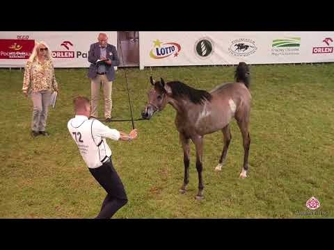 N 72 WIRTON GA   2020 PRIDE OF POLAND   42nd Arabian Horse National Show   Yearling Colts Class 4A