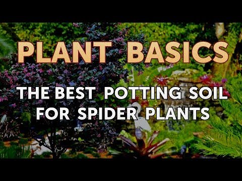 How to Dry an Overwatered Plant