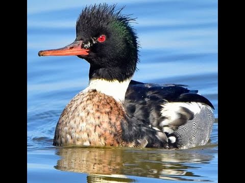 Kolmas erä, Viikkarit White - K-kissat Bears, 6.2.2022, U13