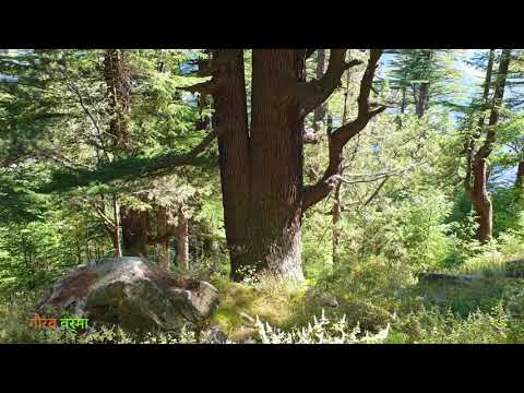 🌲 Cedrus deodara 🌲 देवदार 🗻 Himalaya 🗻 India 🇮🇳