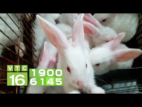 , title : 'Bí quyết chăm sóc thỏ mùa nắng nóng | VTC16'