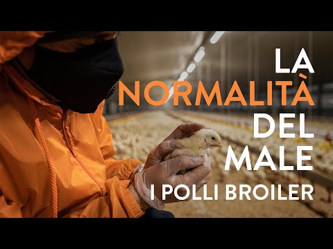 , title : 'LA NORMALITÀ DEL MALE / #1 / I POLLI BROILER'
