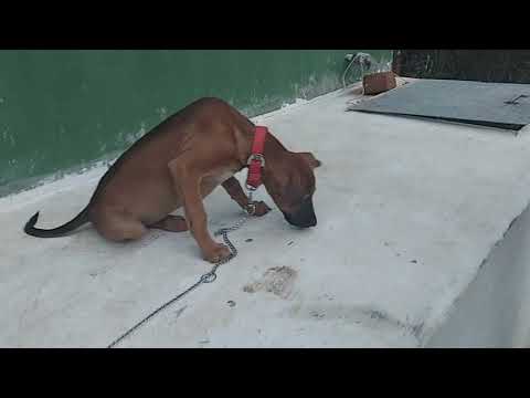 Kombai kabilan Training