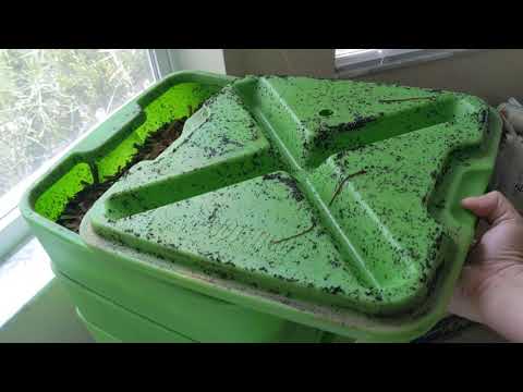 Hot Frog Living Composter Year 1 Day 77 - Watermelon Feeding  - Vermicomposting