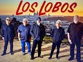 LOS LOBOS. Spanish for "The Wolves"Mexican American rock group NO ES UNA BANDA NUEVA, SOLO UNA BUENA