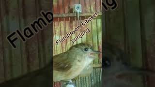 Download lagu FLAMBOYAN GACOR mp3