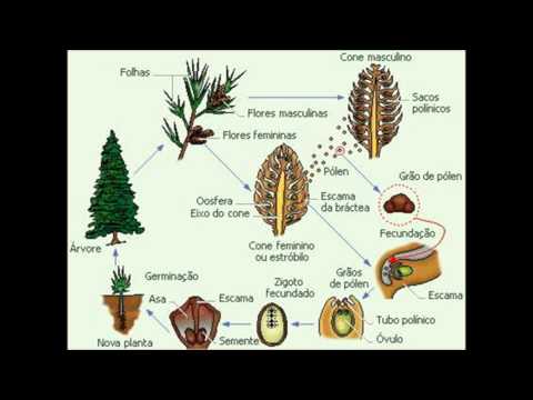 angiospermas e gimnospermas