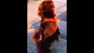 Klaatu the Amazing Walking Dog