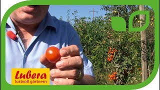 Resistente Cherry-Freilandtomaten am Beispiel 'Primabella'