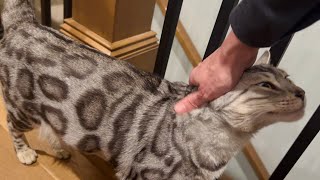 HAPPIEST MEOWS EVER!!