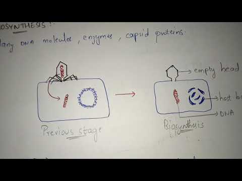 GLYCOLYSIS OR EMP PATHWAY BY PHANINDRA GUPTHA