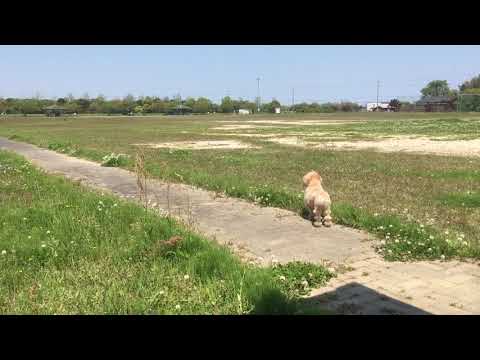 こども学科 【番外編】ハチ　カラスを追いかける