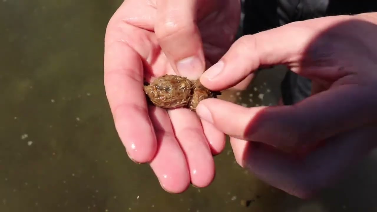 Are Beavers Really Vegetarian?