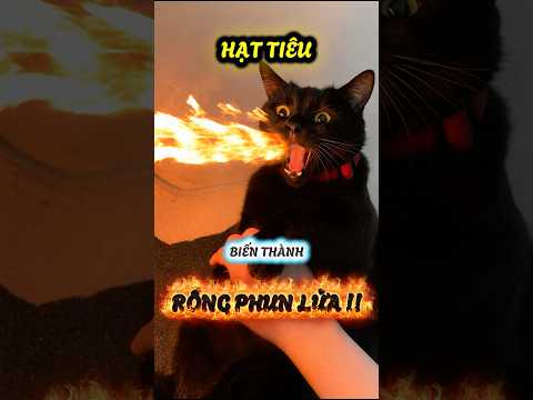 Hạt Tiêu biến thành rồng phun lửa #viral #viralvideoシ #viralshorts #viralshort