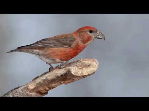 Red crossbill call