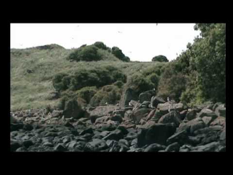 scozia isola gabbiani