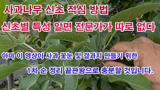 사과나무 신초 적심 방법. 신초별 성질 알면 전문가가 따로 없다. (사구 적심, 사과 신초 관리, 사과나무 …