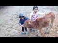 Afia n Oritro with little Cow.mp4