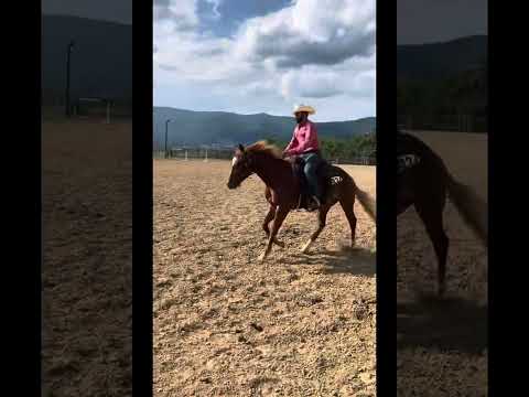 AQHA Bet Hesa Dual