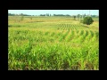 Corn Field Time Lapse