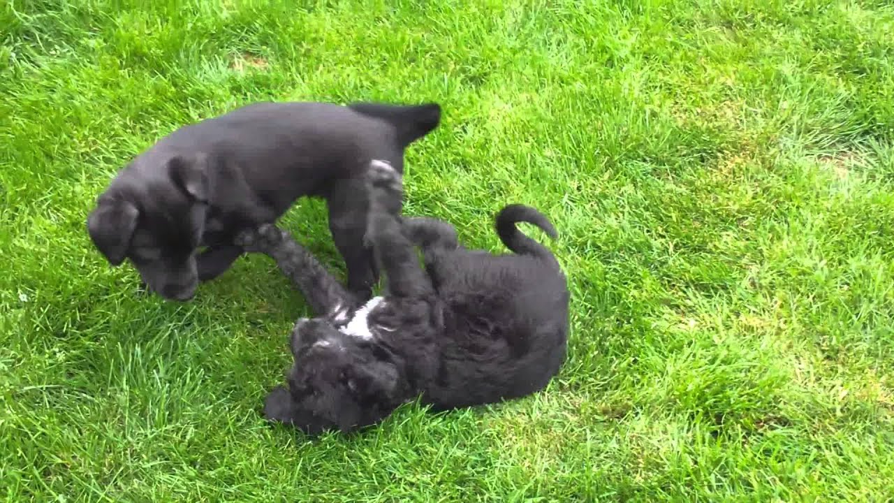 Bedlington whippet PUPPIES for sale