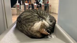 駅の猫 #shorts