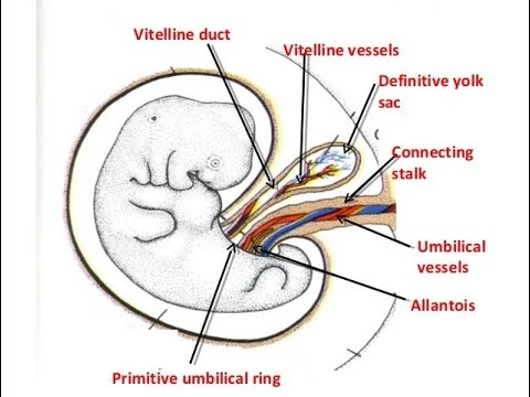 Embryology of the Allantois / Allantoic diverticulum